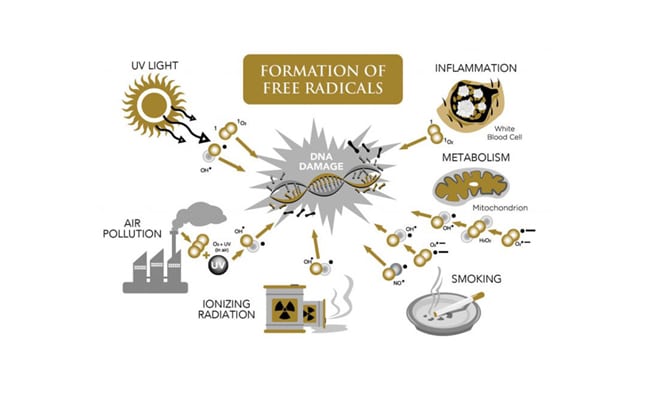 More About Free radicals and antioxidants